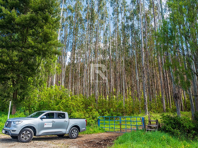 CAMPO FORESTAL DE 67 HA EN REUMN...                                  