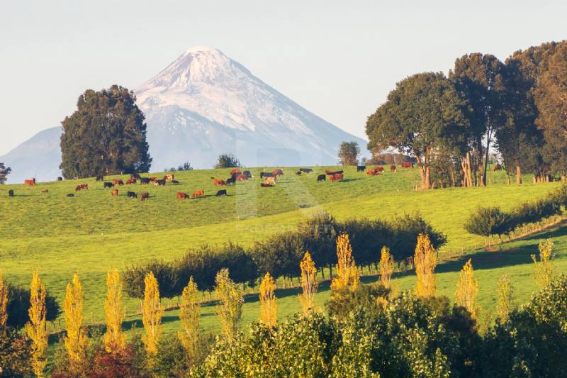 PARCELAS CERCANAS A NUEVA BRAUNAU, A 15 MIN DE PUERTO VARAS 